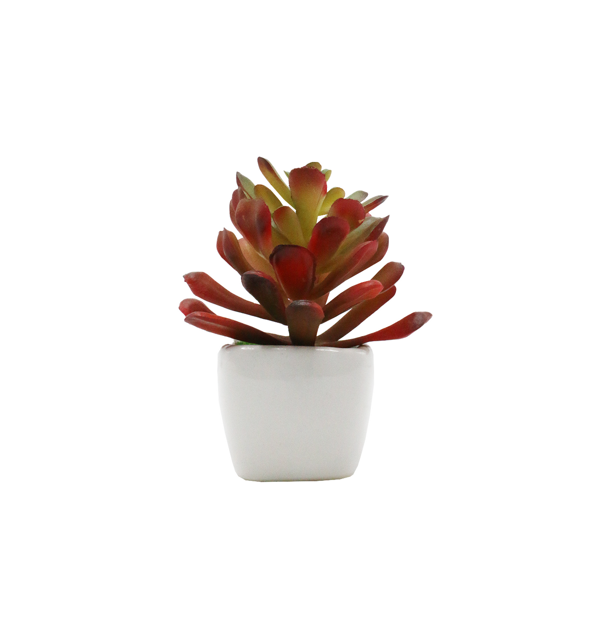 cactus & ceramic pot 1.5"hx 4"w china d343