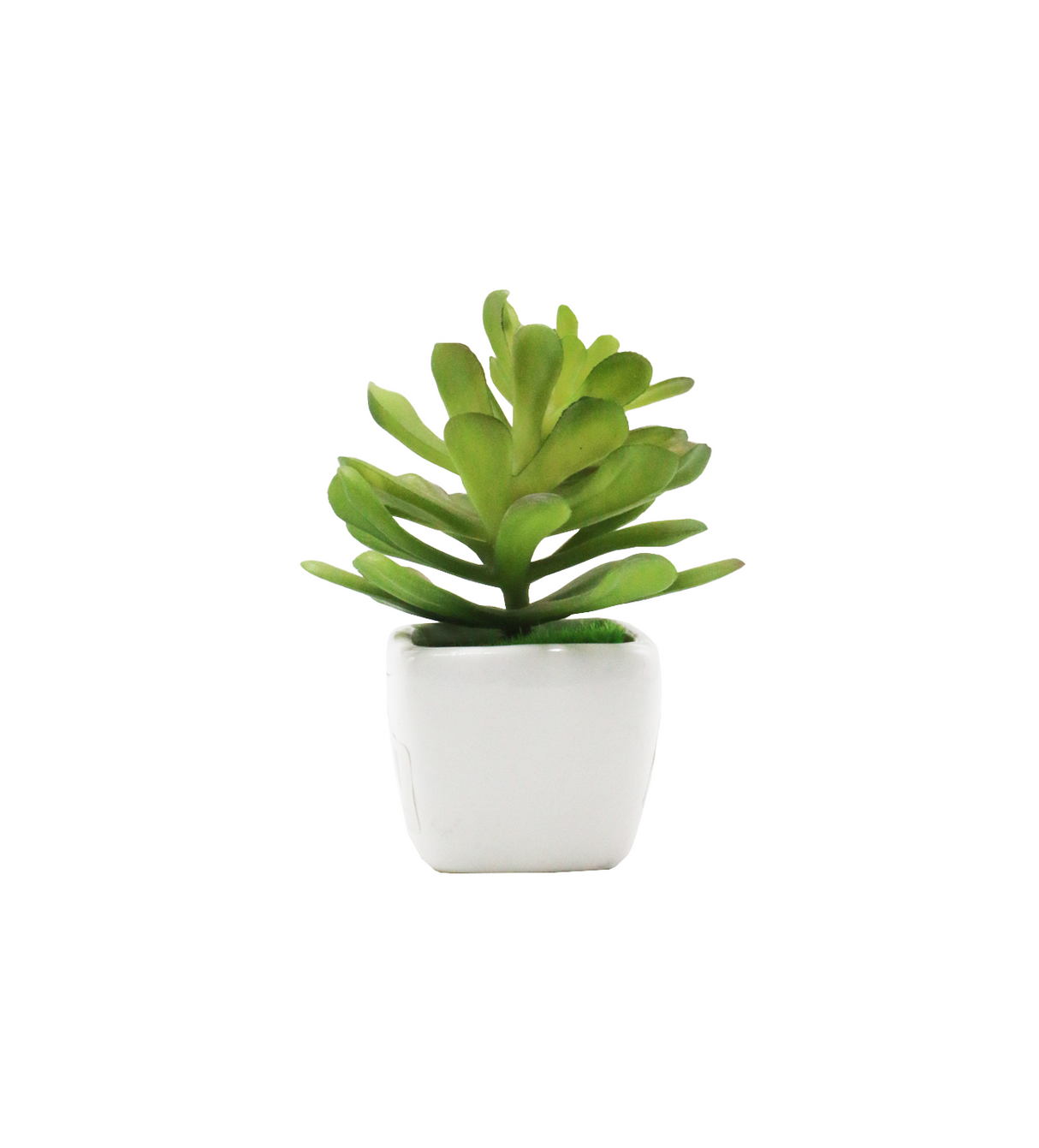 cactus & ceramic pot 1.5"hx 4"w china d343