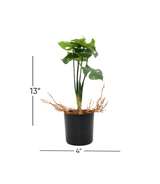 green leaf & plastic pot 4"hx 13"w china d780