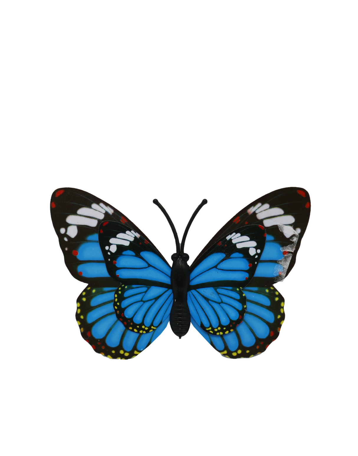 fridge magnet butterfly s china