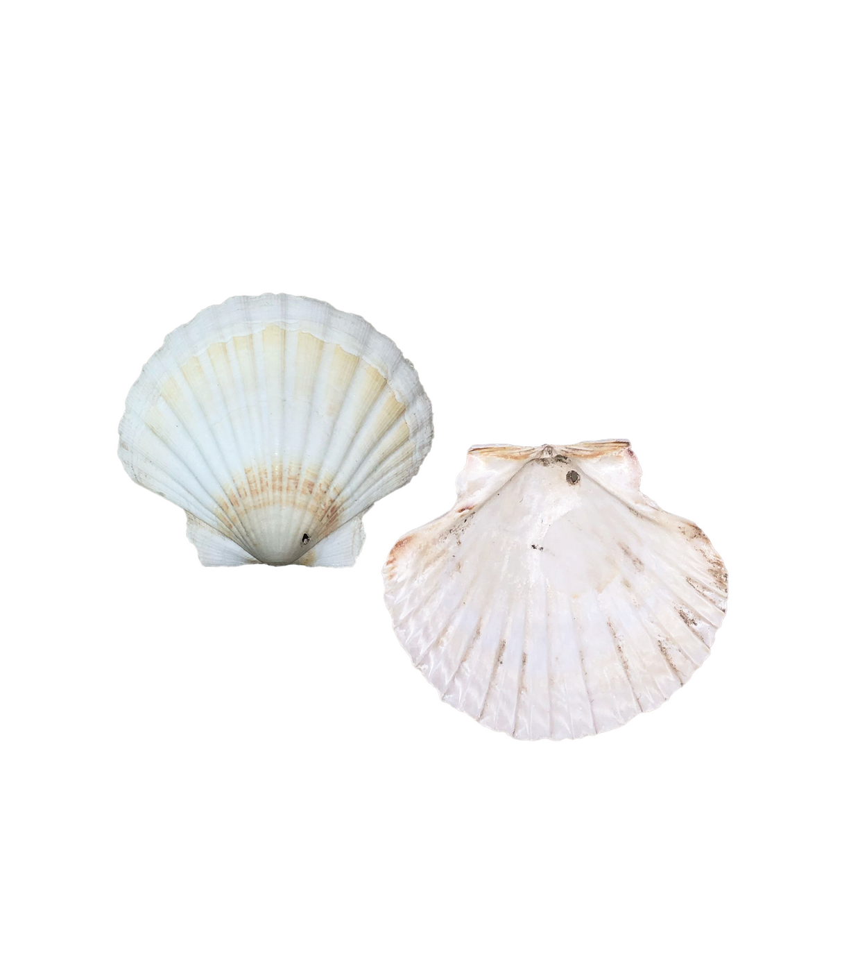aquarium decor sea shell china 997