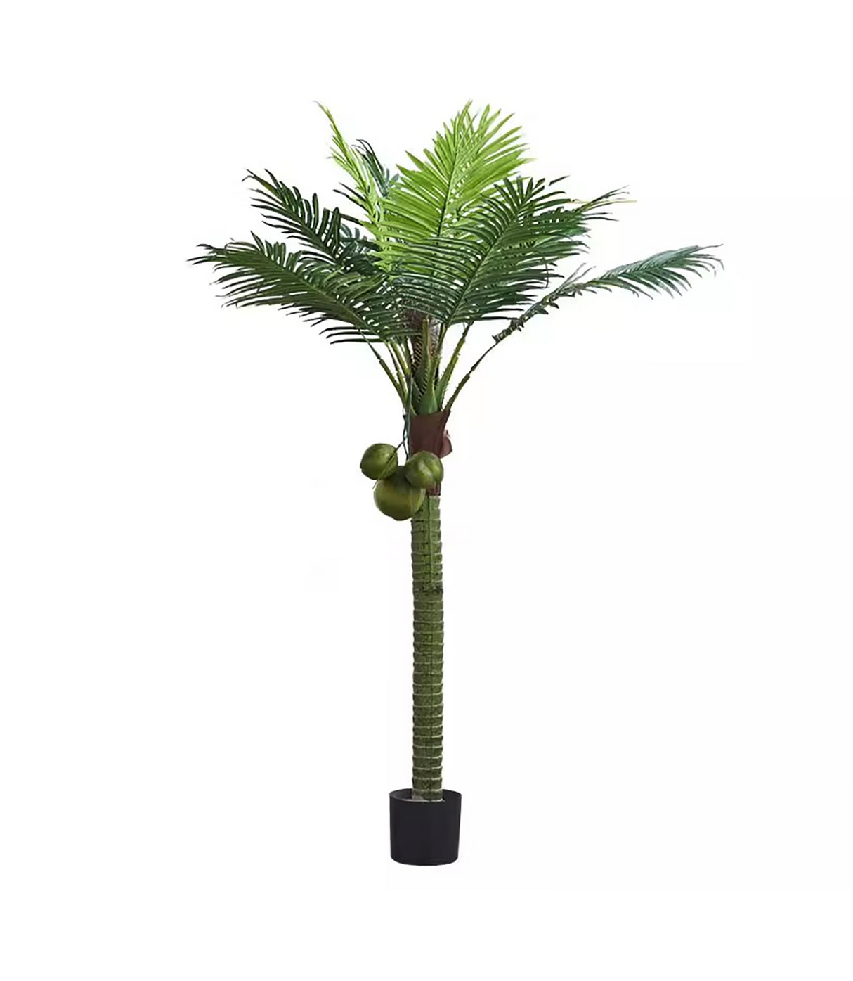 coconut plant china