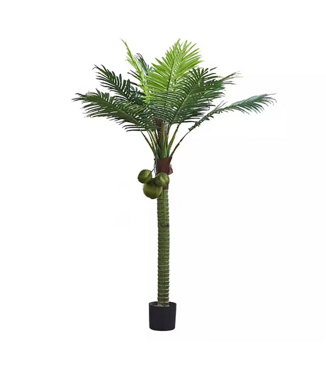 coconut plant china