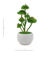 desert green plant & ceramic pot 2.5"hx 7.5"w china d860