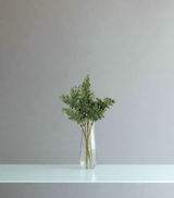 dry bunch green china
