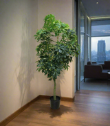 leaf tree with pot china 1694