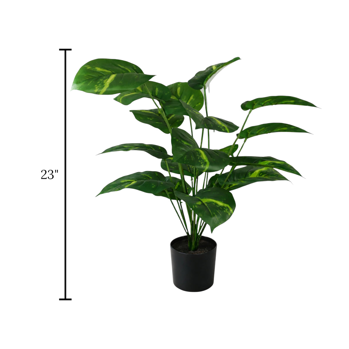 money plant with plastic pot 18 leaves china 23"
