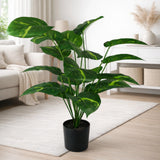 money plant with plastic pot 18 leaves china 23"