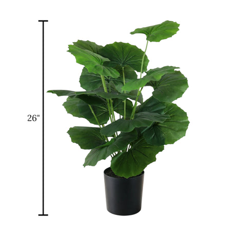 leopard plant with plastic pot 18 leaves china 26"