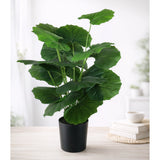leopard plant with plastic pot 18 leaves china 26"