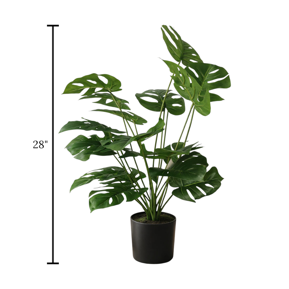 monstera plant with plastic pot 18 small leaves china 28"