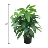 pachira plant with plastic pot 18 leaves china 26"