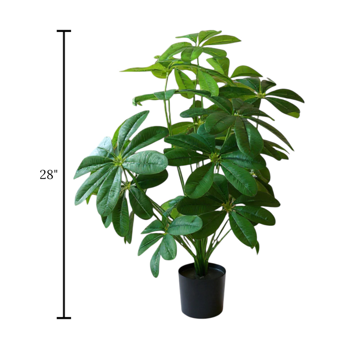 sapodilla plant with plastic pot 24 leaves china 28"