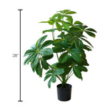 sapodilla plant with plastic pot 24 leaves china 28"