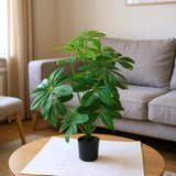 sapodilla plant with plastic pot 24 leaves china 28"