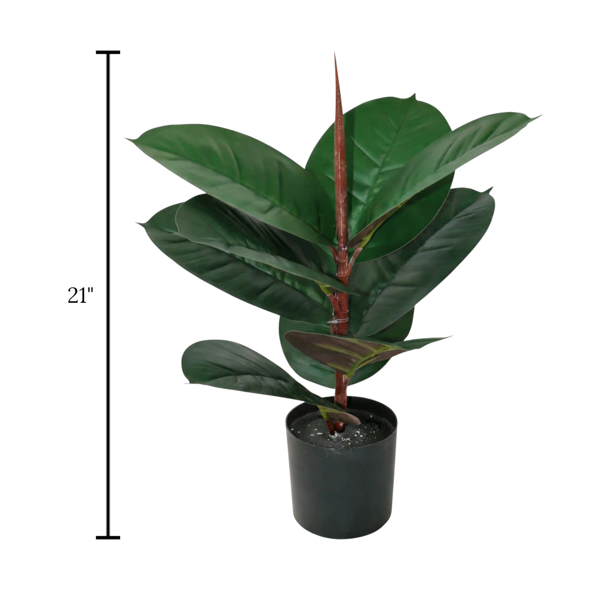 rubber plant burgundy with plastic pot 9 leaves china 21"