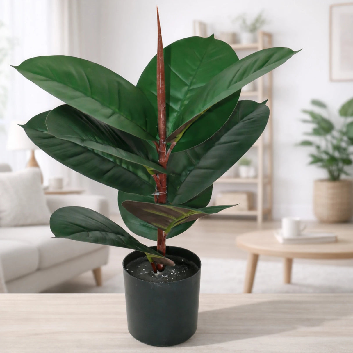 rubber plant burgundy with plastic pot 9 leaves china 21"