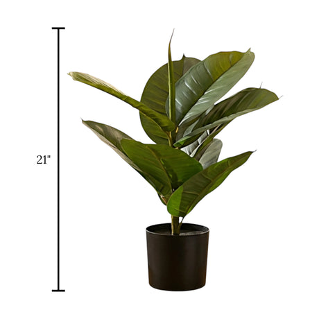 rubber plant with plastic pot 9 leaves china 21"