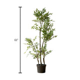 ficus tree with plastic pot china 61"