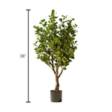ficus plant with plastic pot china 38"
