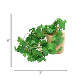 flower pot ceramic green monstera 6x3 china