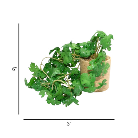 flower pot ceramic green monstera 6x3 china