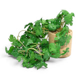 flower pot ceramic green monstera 6x3 china