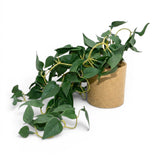 flower pot ceramic green foliage 6x3 china