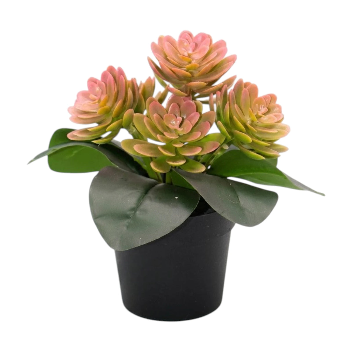 flower pot plastic 2tone pink wax plant 8x4 china