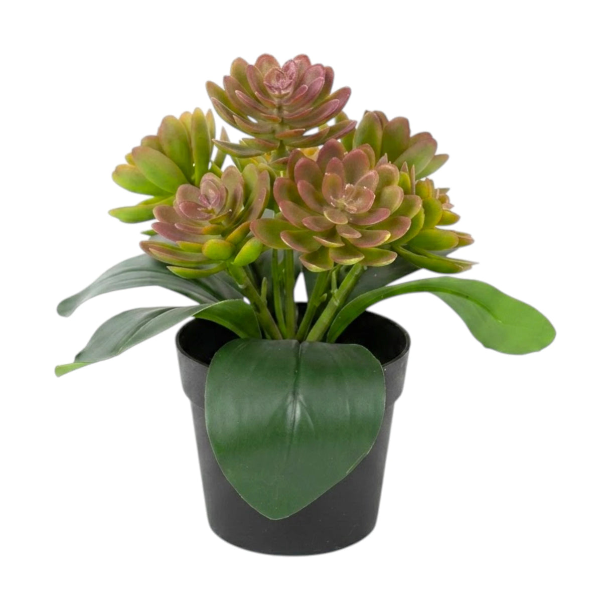 flower pot plastic 2tone lavender wax plant 8x4 china