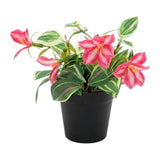 flower pot plastic pink lily 9x4 china