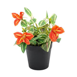 flower pot plastic orange lily 9x4 china
