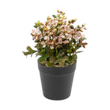 flower pot plastic brown star seeds 8x4 china