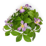 flower pot hanging plastic clematis montana light purple 7"x4" china