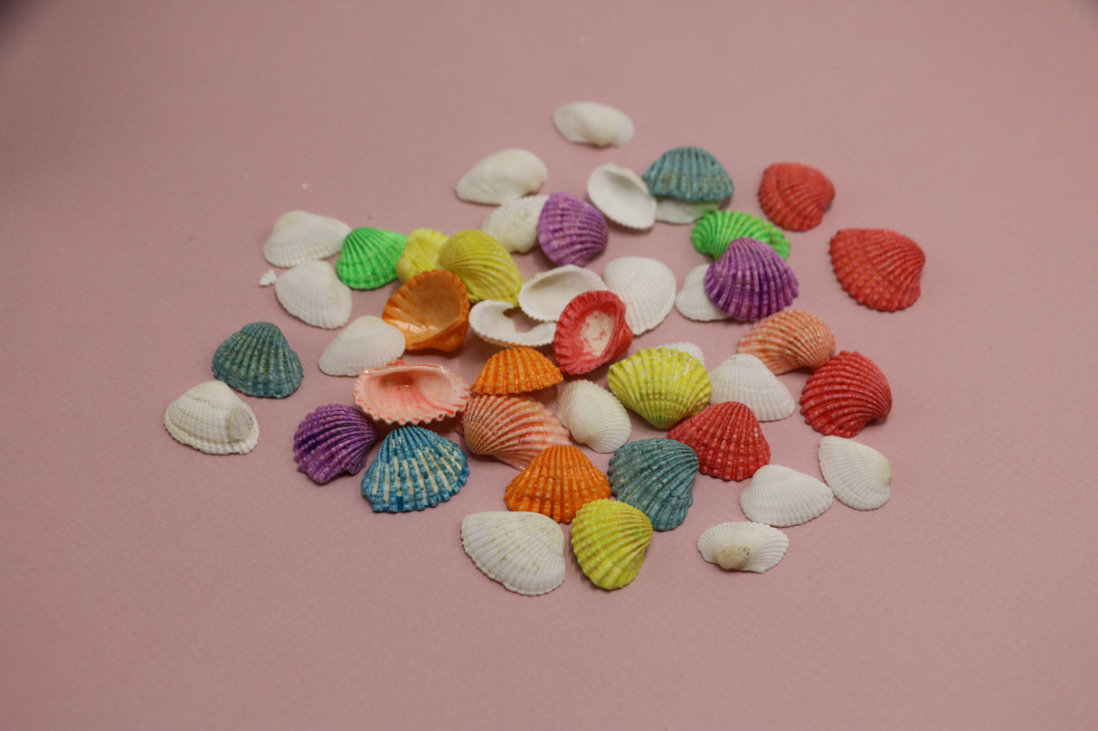decorative sea shell multi color china d017