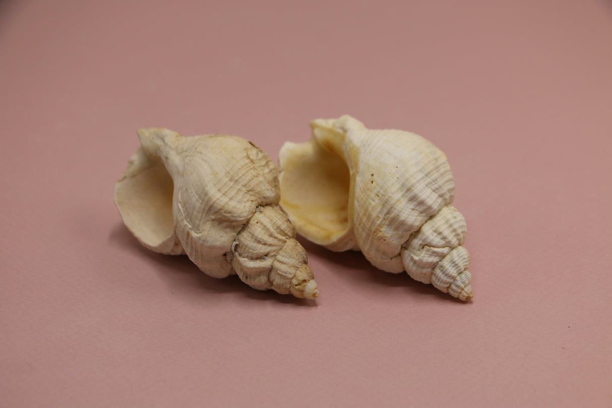 aquarium decor sea shell pack of 2 china d019
